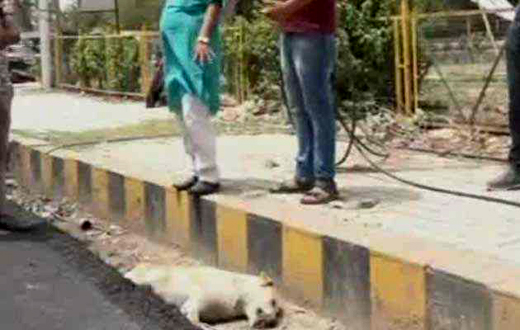 Road build overr dog in agra